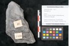 Foto (Objekt + Etikett) von Neuropteris sp.  (NHMW-GEO-2024-0188-10699)